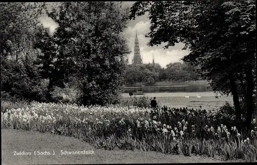 Ak Zwickau in Sachsen, Schwanenteich