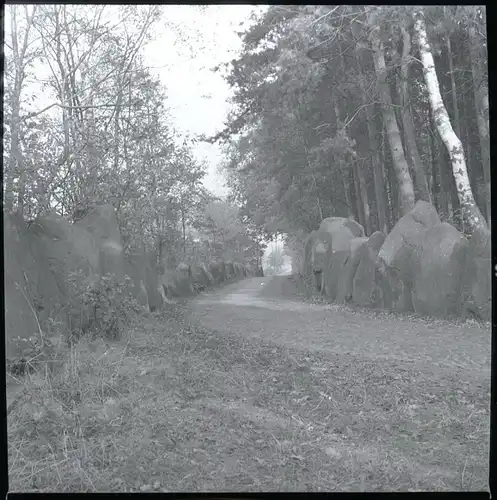 8 Zelluloid Negative Dauelsen Verden an der Aller, Wald, Friedhof, Wirtschaft