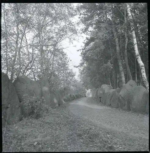 8 Zelluloid Negative Dauelsen Verden an der Aller, Wald, Friedhof, Wirtschaft