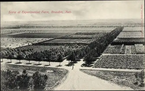 Ak Brandon Manitoba Kanada, Szene auf der Versuchsfarm