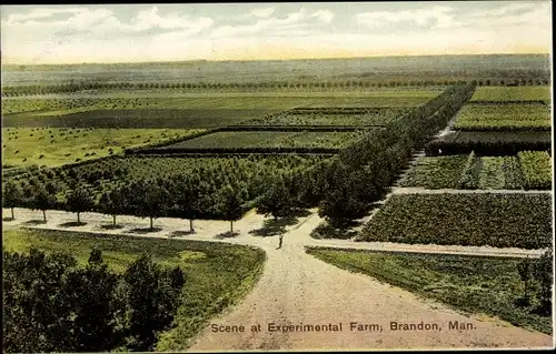 Ak Brandon Manitoba Kanada, Szene auf der Versuchsfarm