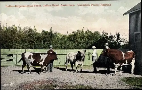 Ak Assiniboia Saskatchewan, Bulls Experimental Farm, Indian Head