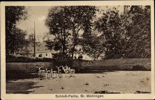 Ak Großmühlingen Bördeland in Sachsen Anhalt, Schloss, Park