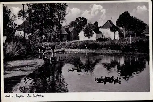 Ak Wiek auf Rügen, Dorfteich, Enten, Kühe