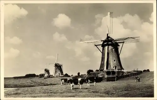 Ak Zoeterwoude Südholland, Polderlandschaft, Windmühle