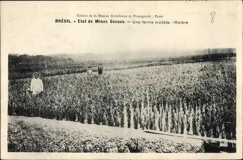 Ak Brasilien, Etat de Minas Geraes, Une ferme modele, Riziere
