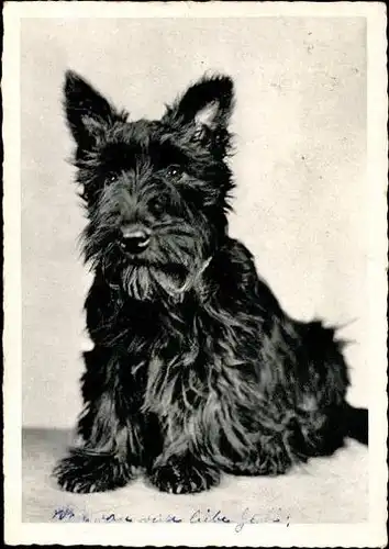 9 alte Ak Hunde, diverse Ansichten