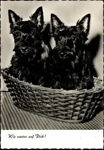 9 alte Ak Hunde, diverse Ansichten