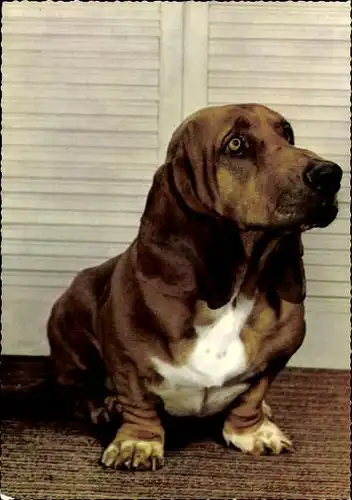 9 alte Ak Hunde, diverse Ansichten