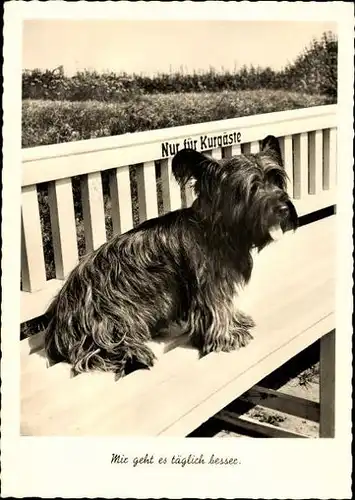 9 alte Ak Hunde, diverse Ansichten