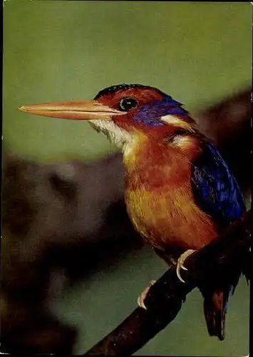 9 alte Ak Vögel, diverse Ansichten