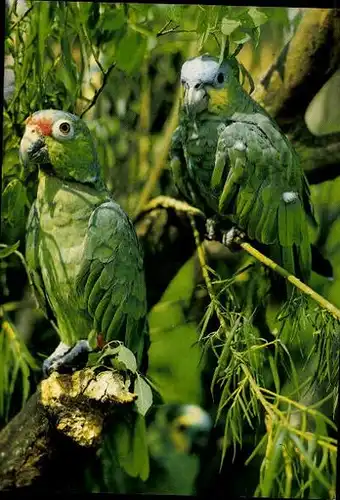 9 alte Ak Vögel, diverse Ansichten