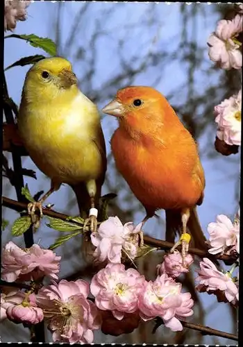 10 alte Ak Vögel, diverse Ansichten