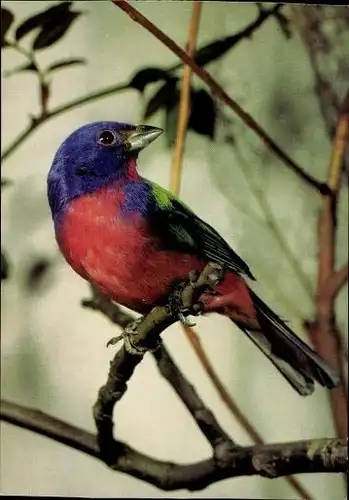 10 alte Ak Vögel, diverse Ansichten