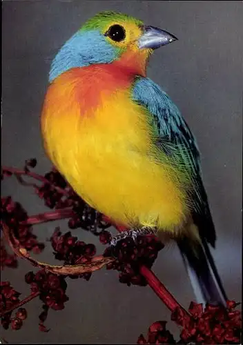 10 alte Ak Vögel, diverse Ansichten