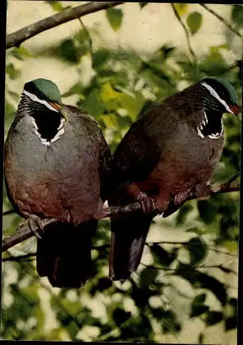 10 alte Ak Vögel, diverse Ansichten