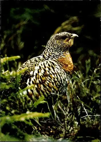 10 alte Ak Vögel, diverse Ansichten