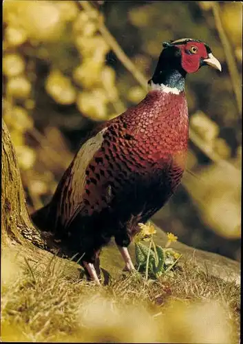 10 alte Ak Vögel, diverse Ansichten