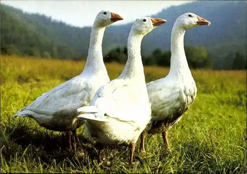 10 alte Ak Vögel, diverse Ansichten