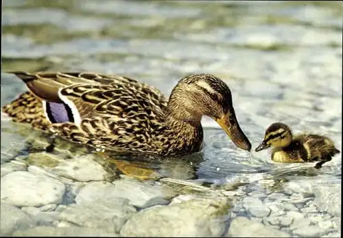 10 alte Ak Vögel, diverse Ansichten