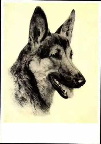 9 alte Ak Hunde, diverse Ansichten