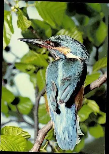 11 alte Ak Vögel, diverse Ansichten