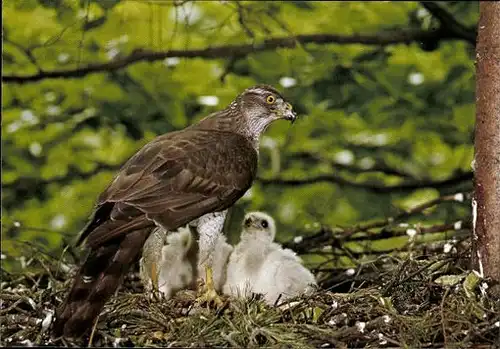 11 alte Ak Vögel, diverse Ansichten