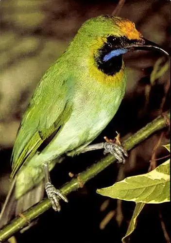 11 alte Ak Vögel, diverse Ansichten