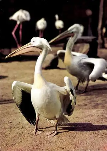 11 alte Ak Vögel, diverse Ansichten