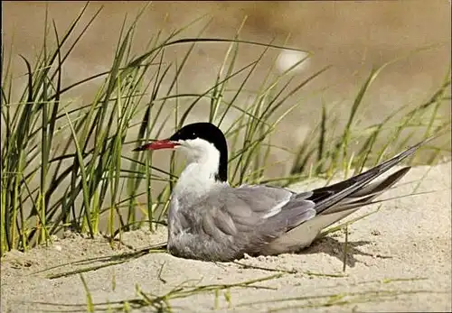 11 alte Ak Vögel, diverse Ansichten