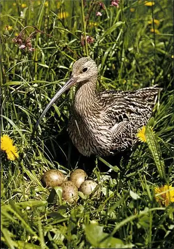 11 alte Ak Vögel, diverse Ansichten