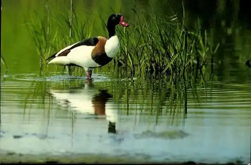 10 alte Ak Vögel, diverse Ansichten