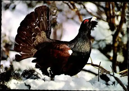 11 alte Ak Vögel, diverse Ansichten