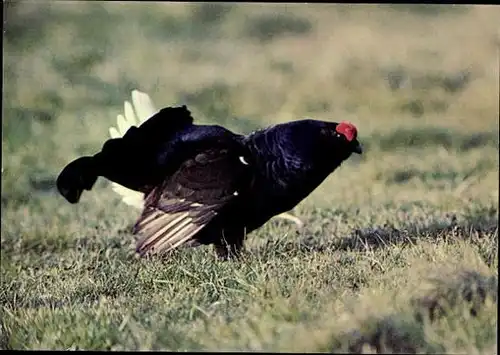 11 alte Ak Vögel, diverse Ansichten