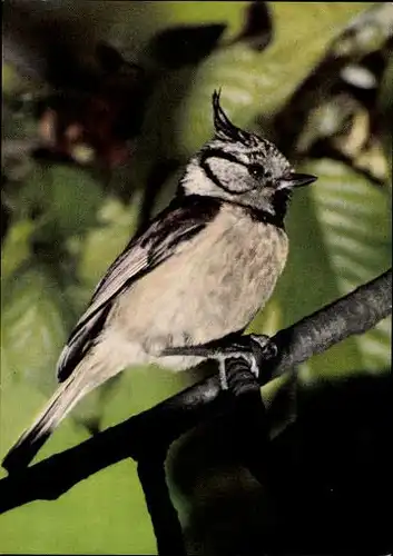 12 alte Ak Vögel, diverse Ansichten