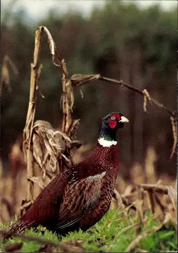 5 alte Ak Vögel, diverse Ansichten