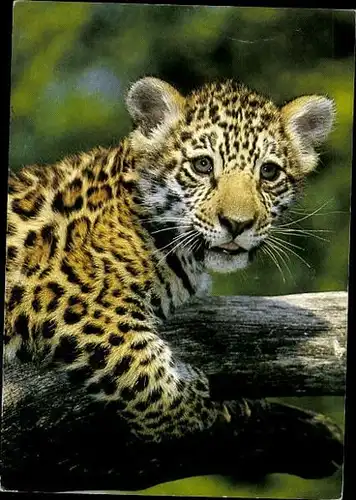 8 alte Ak Löwen und Tiger, diverse Ansichten