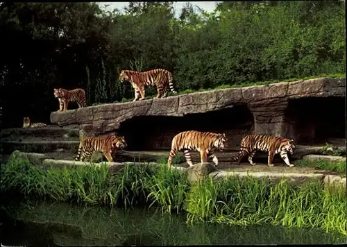 7 alte Ak Löwen und Tiger, diverse Ansichten