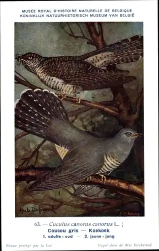 Künstler Ak Dupond, Hub., Coucou gris, Koekoek, Nr 63