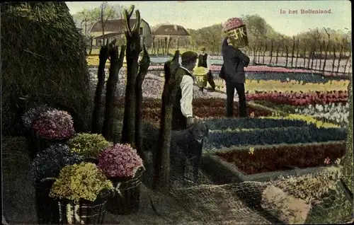 Ak Niederlande, Niederländische Volkstracht, Blumenbeeten, Gärtner