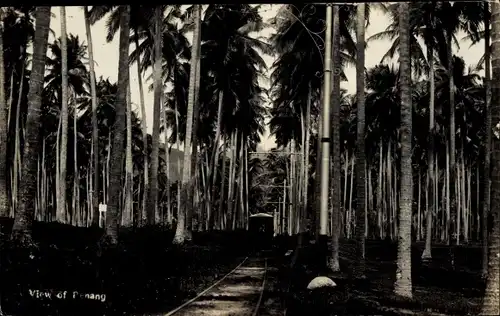 Ak Penang Malaysia, Palmen, Gleise