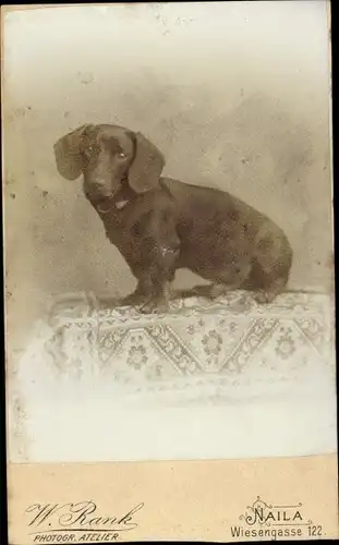 CdV Hundeportrait, Dackel