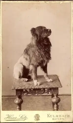 CdV Hundeportrait, Hund auf einem Hocker