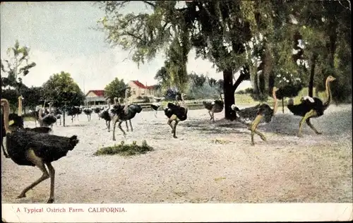 Ak Kalifornien USA, eine typische Straußenfarm