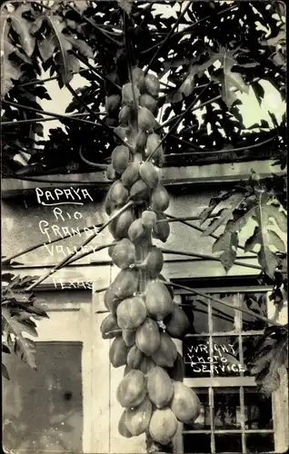 Ak Texas Vereinigte Staaten, Papaya, Rio-Grande-Valley