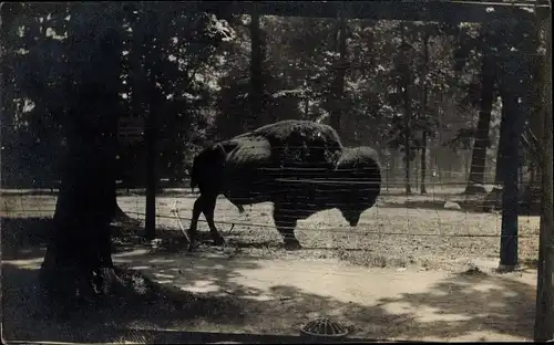 Foto Ak Wisent, Zoologische Garten, Rind