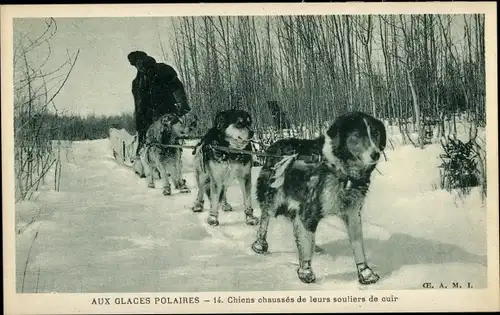 Ak Aux Glaces Polaires, Hunde ziehen ihre Lederschuhe an