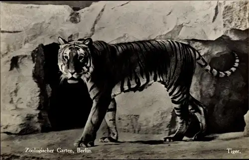 Ak Berlin Tiergarten, Zoologischer Garten, Tiger