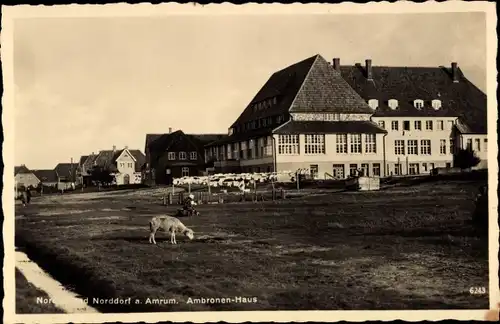 Ak Norddorf auf Amrum in Nordfriesland, Ambronenhaus, Schaf