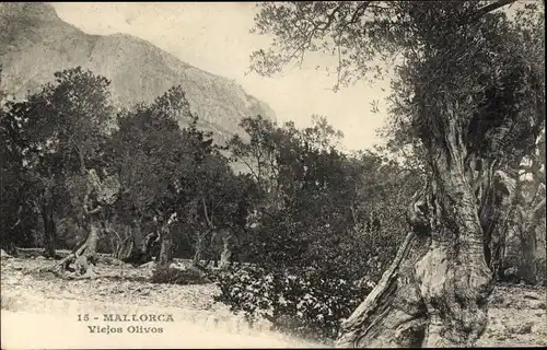 AK Mallorca Balearen, alte Olivenbäume